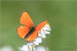 <p>OHNIVÁČEK CELÍKOVÝ (Lycaena virgaureae) ---- /Scarce copper - Dukatenfalter/</p>